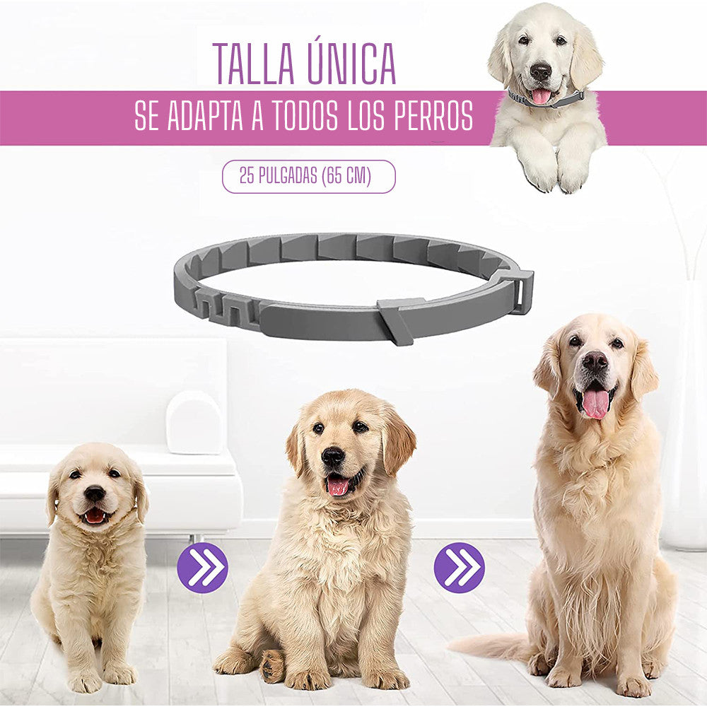 Collar de feromonas para perro